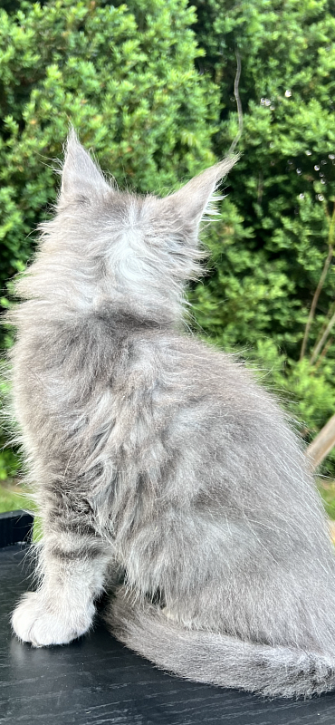 Paris  Penthouse Maine Coons - maine-coon
