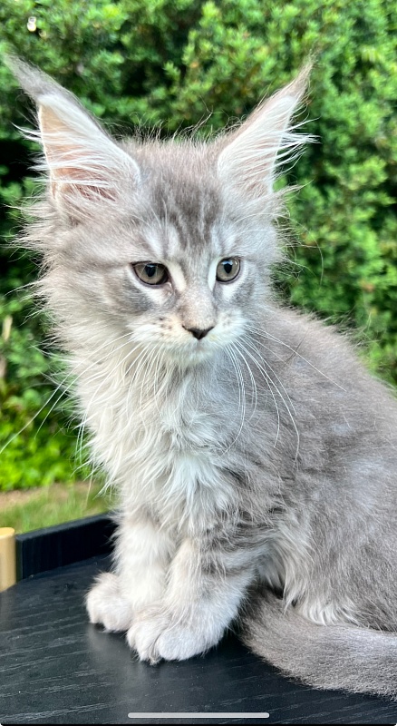 Paris  Penthouse Maine Coons - maine-coon