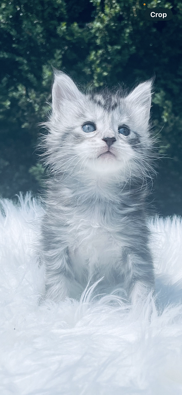 Grace  Penthouse Maine Coons - maine-coon