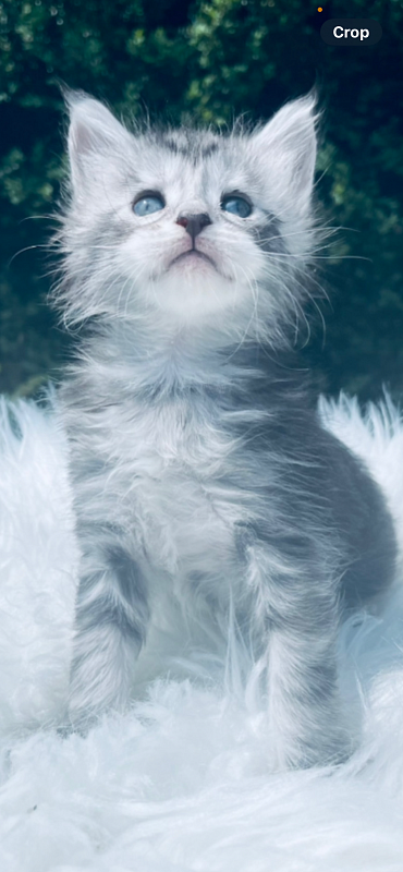 Grace  Penthouse Maine Coons - maine-coon