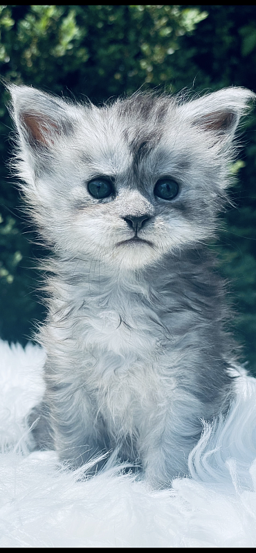 Astra  Penthouse Maine Coons - maine-coon