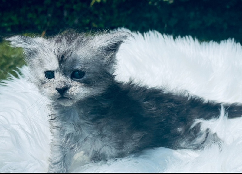 Astra  Penthouse Maine Coons - maine-coon