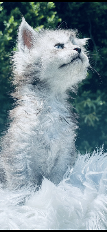 Astra  Penthouse Maine Coons - maine-coon