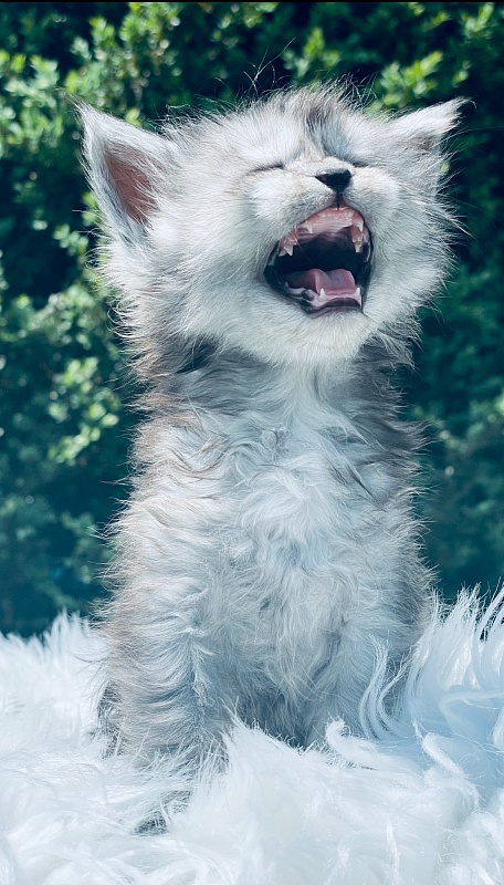 Astra  Penthouse Maine Coons - maine-coon