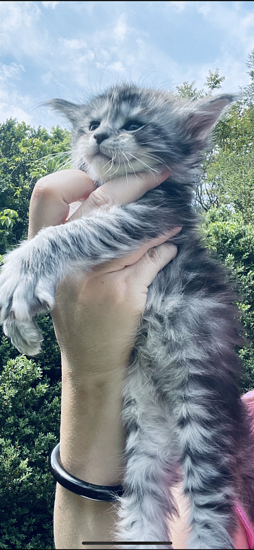 Drizzel  Penthouse Maine Coons - maine-coon