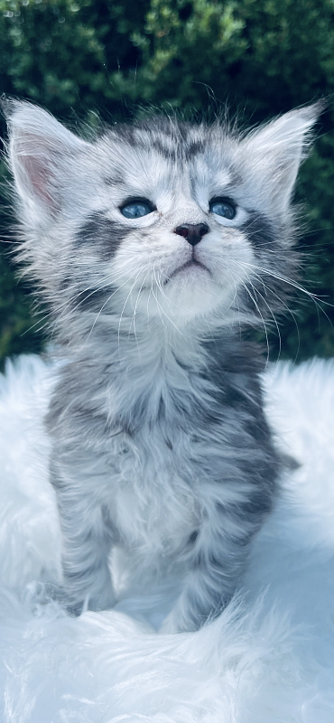 Drizzel  Penthouse Maine Coons - maine-coon