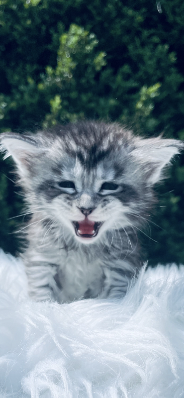 Drizzel  Penthouse Maine Coons - maine-coon