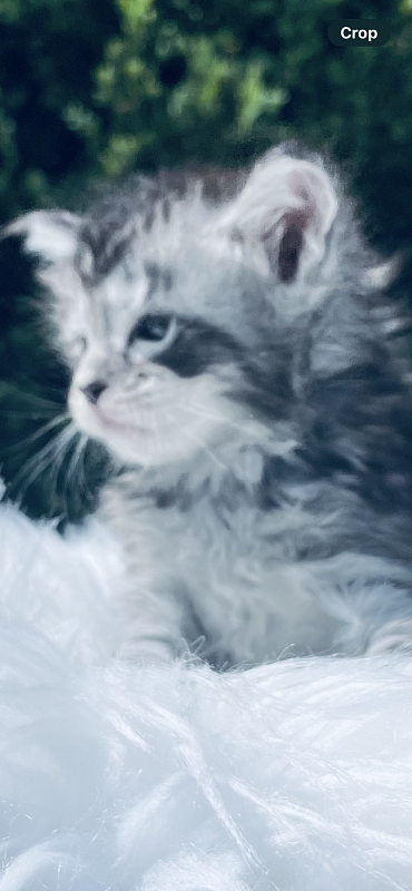 Drizzel  Penthouse Maine Coons - maine-coon