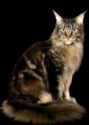 Arctic Coon's Full Moon - maine-coon