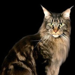 Arctic Coon's Full Moon