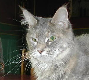 Glowcoon Blue Pigeon - maine-coon