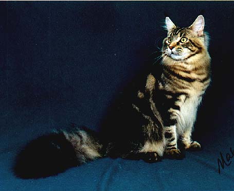 Coonyham Surfer Dude of XTC - maine-coon