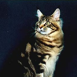 Coonyham Surfer Dude of XTC