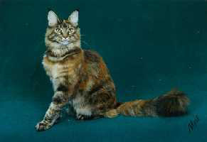 Johnsbay Bristol of Koontucky - maine-coon