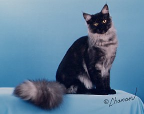 Stormwatch Tatsumaki - maine-coon