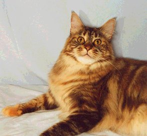 Avicats Sophrosina Marfisa - maine-coon