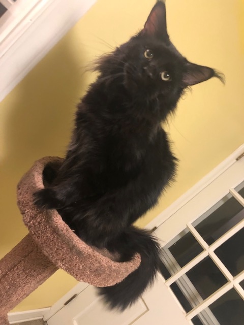 Oxxxymiron Blue Ridge - Adult maine-coon 1 year 7 months 2 weeks