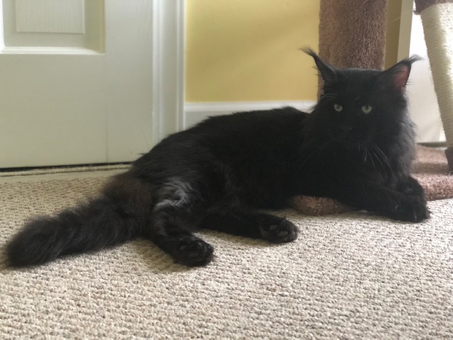 Oxxxymiron Blue Ridge - Adult maine-coon 1 year 7 months 2 weeks