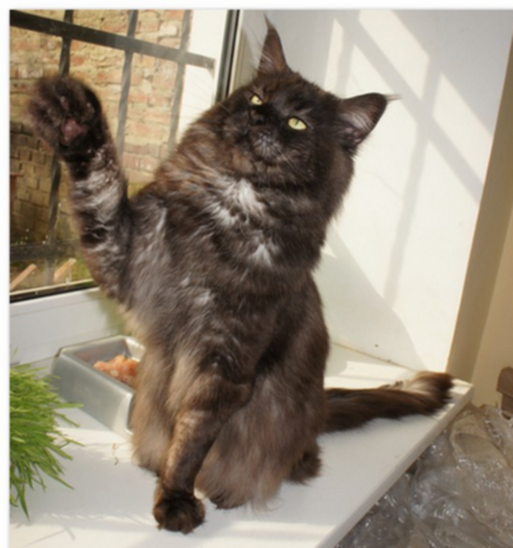 Electric Light Silvi-Cola - maine-coon