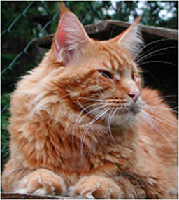 Asterion Cat Cabaret - maine-coon