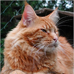 Asterion Cat Cabaret