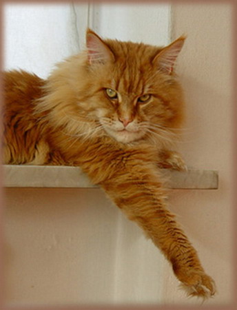 Sebasco's Daker Devito - maine-coon