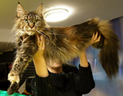 Babette Top Coon - maine-coon