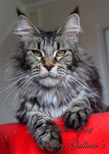 Above Best Country Gulliver's - maine-coon