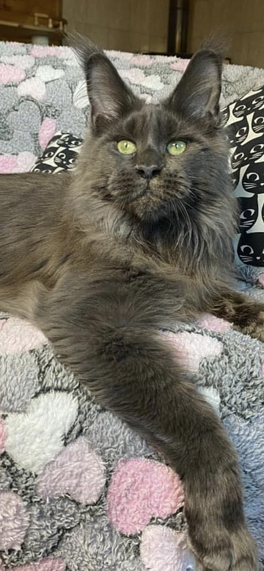CH Topaz of Tsarskoye Selo - maine-coon