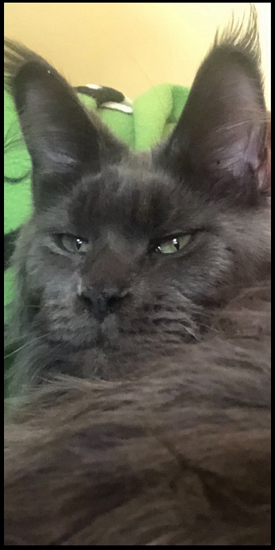 CH Topaz of Tsarskoye Selo - maine-coon