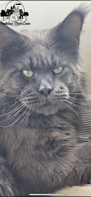 CH Topaz of Tsarskoye Selo - maine-coon