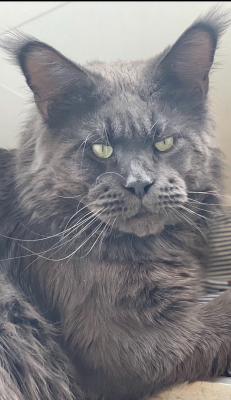 CH Topaz of Tsarskoye Selo - maine-coon