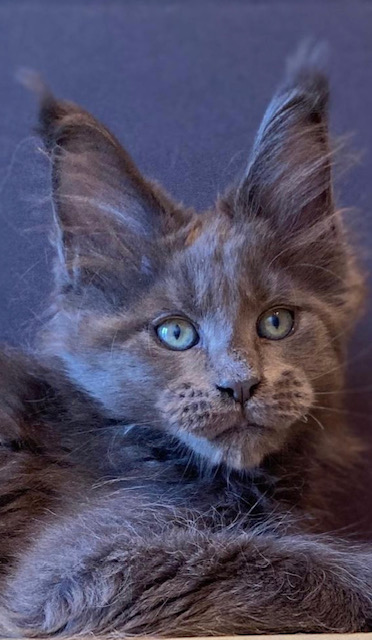 CH Topaz of Tsarskoye Selo - maine-coon