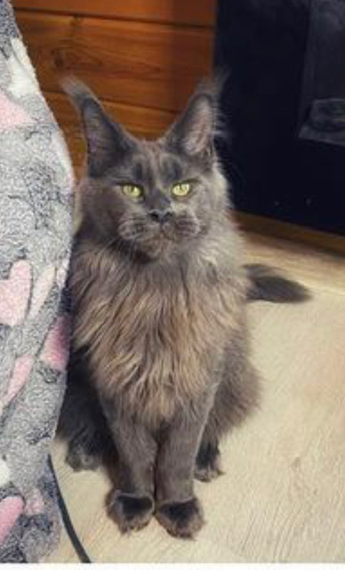 CH Topaz of Tsarskoye Selo - maine-coon