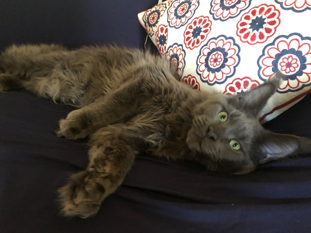 CH Topaz of Tsarskoye Selo - Junior maine-coon 9 months