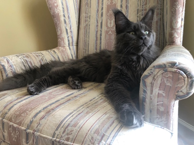 CH Topaz of Tsarskoye Selo - Junior maine-coon 9 months