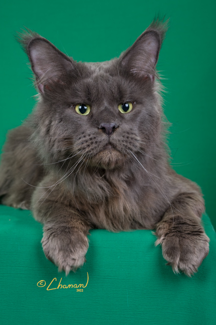 CH Topaz of Tsarskoye Selo - Adult maine-coon 2 years 1 month 3 weeks