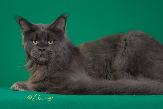 CH Topaz of Tsarskoye Selo - Adult maine-coon 2 years 1 month 3 weeks