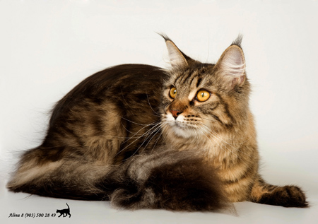Catsvill County's Shakira - Adult maine-coon 11 months 4 weeks