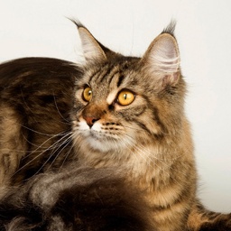 Catsvill County's Shakira