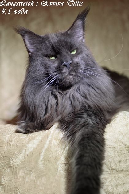 Langstteich's Evviva Tillis - maine-coon