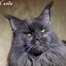 Langstteich's Evviva Tillis