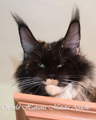 Sharm World Hakuna Matata Apache - maine-coon