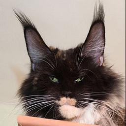 Sharm World Hakuna Matata Apache