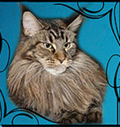 Traisi Vait Medzik - maine-coon