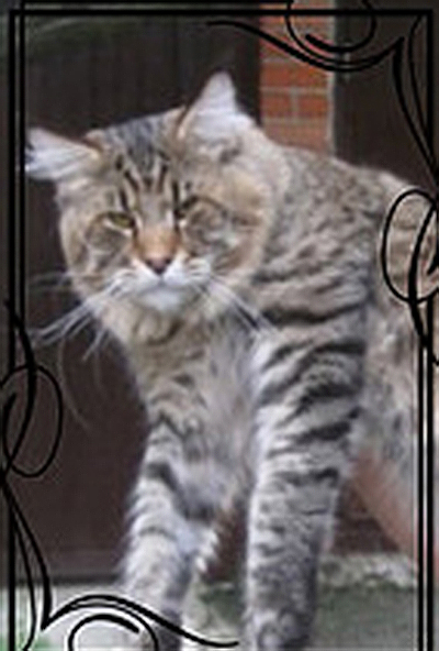 Wooster Long Meadow - maine-coon