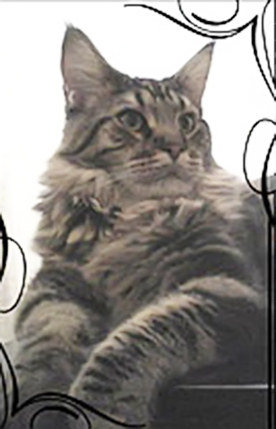 Coon's House Jenever - maine-coon