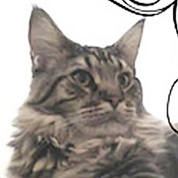 Coon's House Jenever