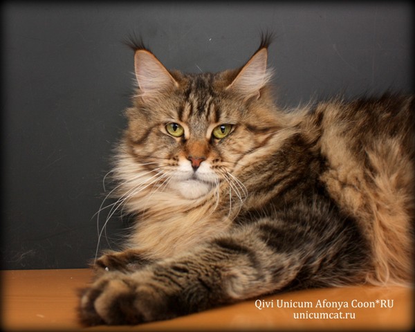 Qivi Unicum Afonya Coon - maine-coon