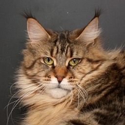 Qivi Unicum Afonya Coon